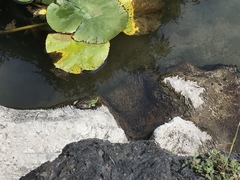 Lithobates montezumae