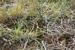 Phylloglossum drummondii