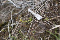 Phylloglossum drummondii