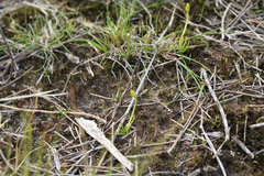 Phylloglossum drummondii