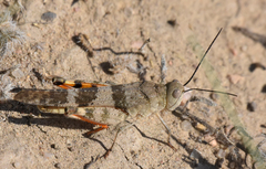 Trimerotropis latifasciata