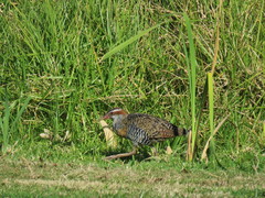 Gallirallus philippensis mellori