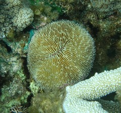 Fungia fungites