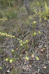 Isopogoninae
