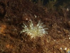 Urticina felina