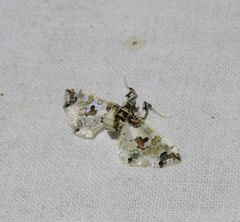 Leucinodes orbonalis