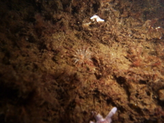 Urticina felina