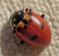 Hippodamia caseyi
