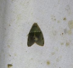 Lasiolopha saturata