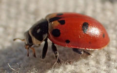 Hippodamia caseyi