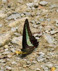 Graphium sarpedon luctatius