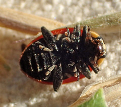 Hippodamia caseyi