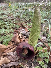 Symplocarpus renifolius