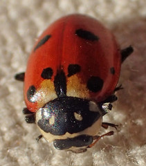 Hippodamia caseyi