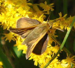 Polites themistocles