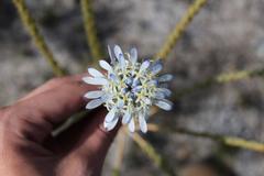 Lachnaea filamentosa
