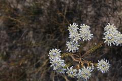Lachnaea filamentosa