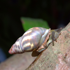 Amphidromus contrarius