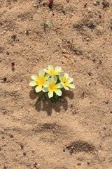 Moraea luteoalba