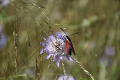 Zygaena erythrus