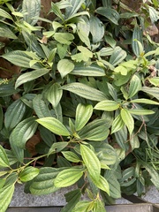 Viburnum davidii
