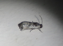 Oriodryas olbophora