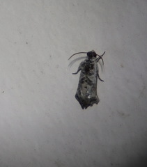 Oriodryas olbophora