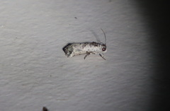 Oriodryas olbophora