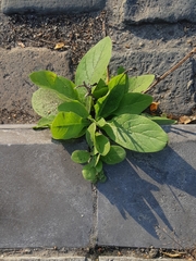 Nicotiana × sanderi