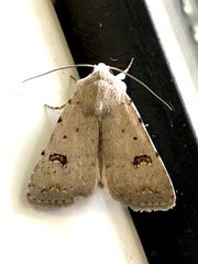 Caradrina kadenii