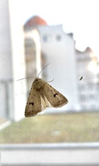 Caradrina kadenii