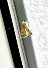 Caradrina kadenii