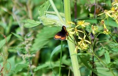 Erebia euryale