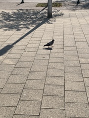 Columba livia domestica
