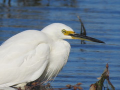 Egretta garzetta nigripes