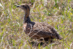 Scleroptila levaillantii