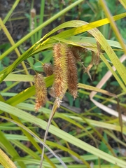 Carex pseudocyperus