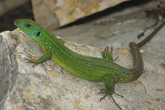 Lacerta trilineata major