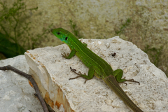 Lacerta trilineata major