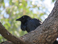 Corvus coronoides perplexus