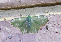 Eucyclodes fascinans