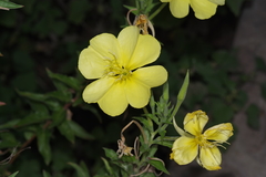 Oenothera jamesii