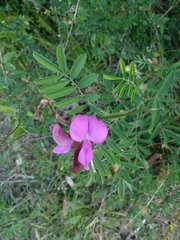 Tephrosia grandiflora