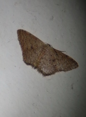 Idaea trissorma