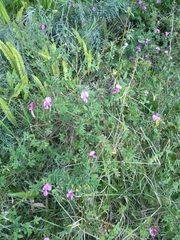 Tephrosia grandiflora