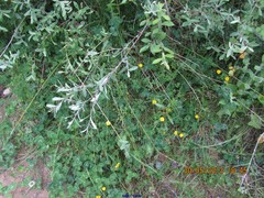 Trifolium hirtum