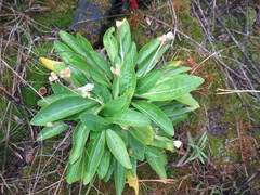 Viola gmeliniana