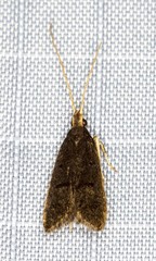 Cophomantella lychnocentra