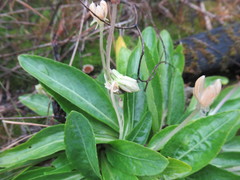 Viola gmeliniana