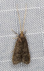 Cophomantella lychnocentra